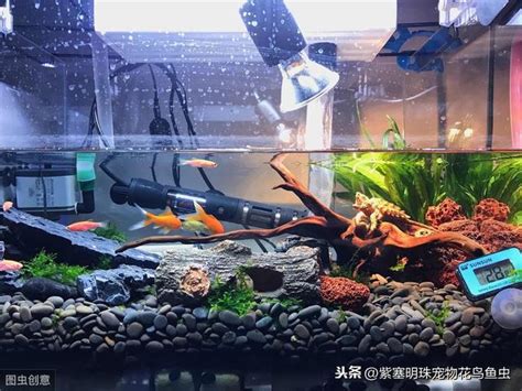 家裡養的魚|家裡養魚有什麼講究？養幾條魚招財？怎麼養不會死？。